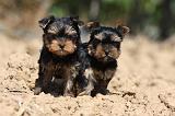 YORKSHIRE TERRIER 439